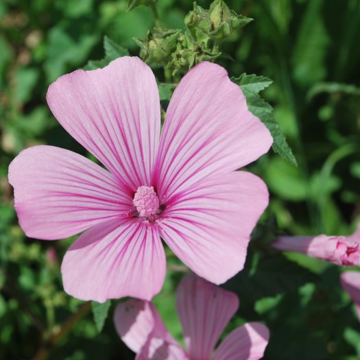 Lavatera trimestris
